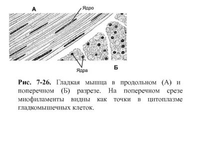 Мышечная клетка с одним ядром