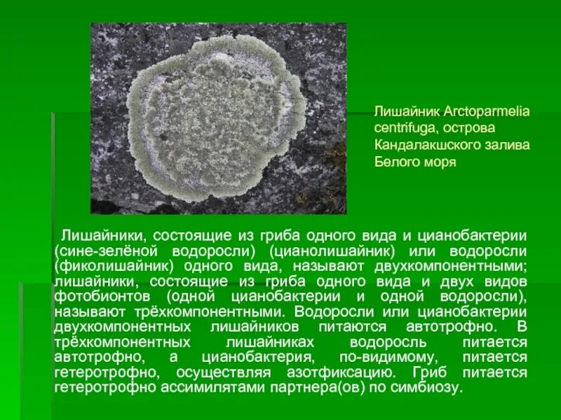 Грибы входят в состав лишайников. Цианобактерии в лишайниках. Двухкомпонентные лишайники. Лишайник состоит из. Фотобионт лишайников.