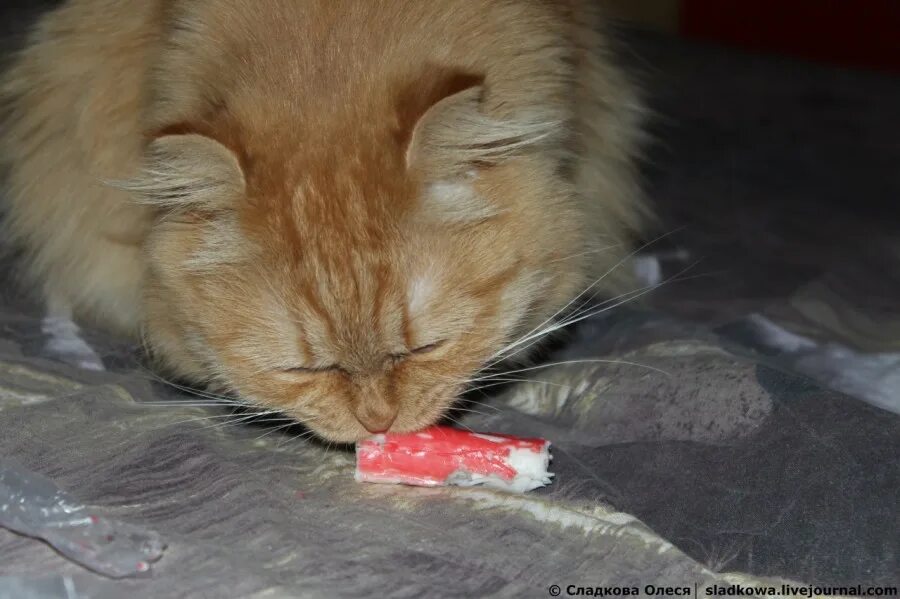 Кошки краба. Кот Крабовая палочка. Кот ест крабовые палочки. Котик который ест крабовые палочки. Кот ест палочками.
