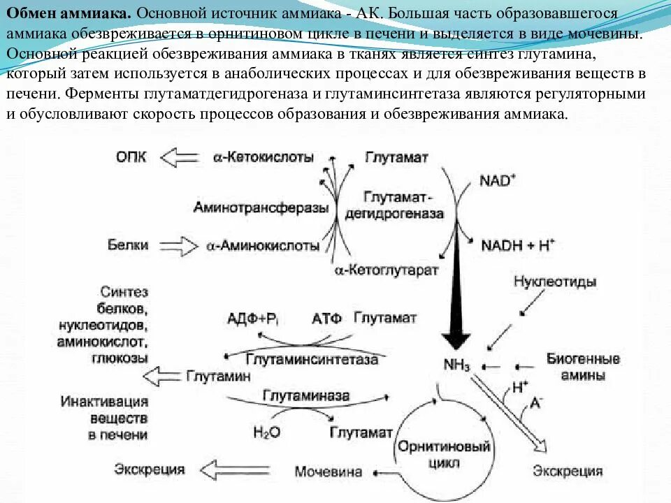 Основная реакция обезвреживания аммиака в печени:. Реакции образования аммиака биохимия. Пути утилизации аммиака биохимия. Основные механизмы инактивации аммиака. В печени обезвреживаются вещества