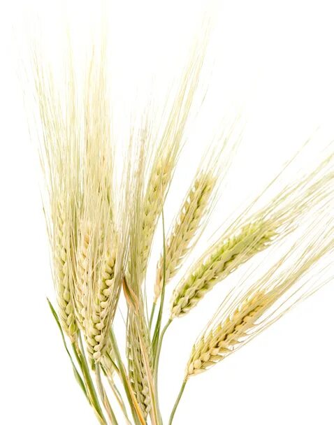 Пшеница на белом фоне. Колосья на прозрачном фоне. Рожь клипарт. Пшеница на синем фоне.