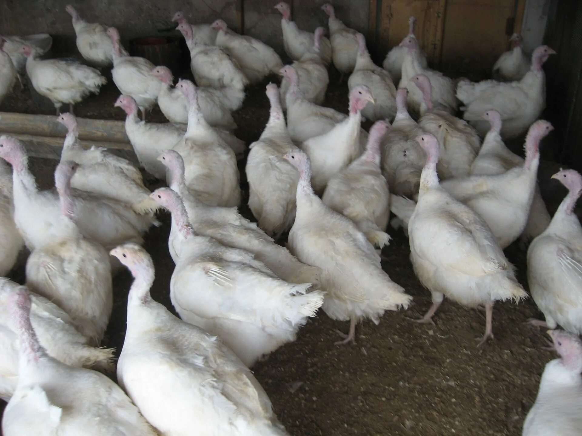 индюшата хайбрид грейт мейкер. горный балаклей купить птицу авито. ливенка куры.