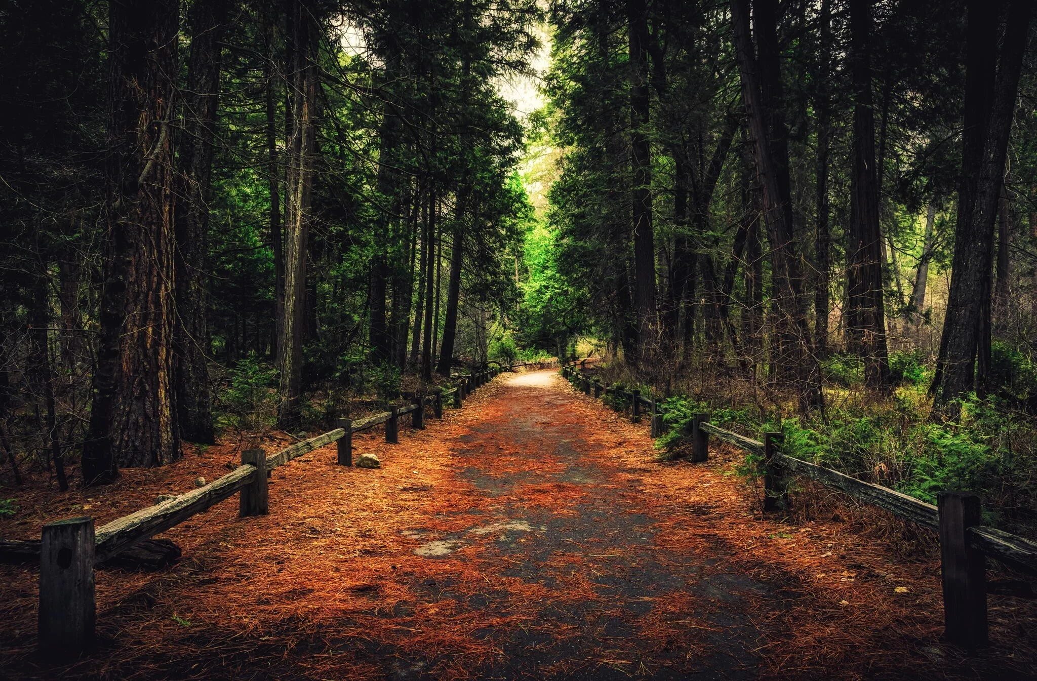 Forest path