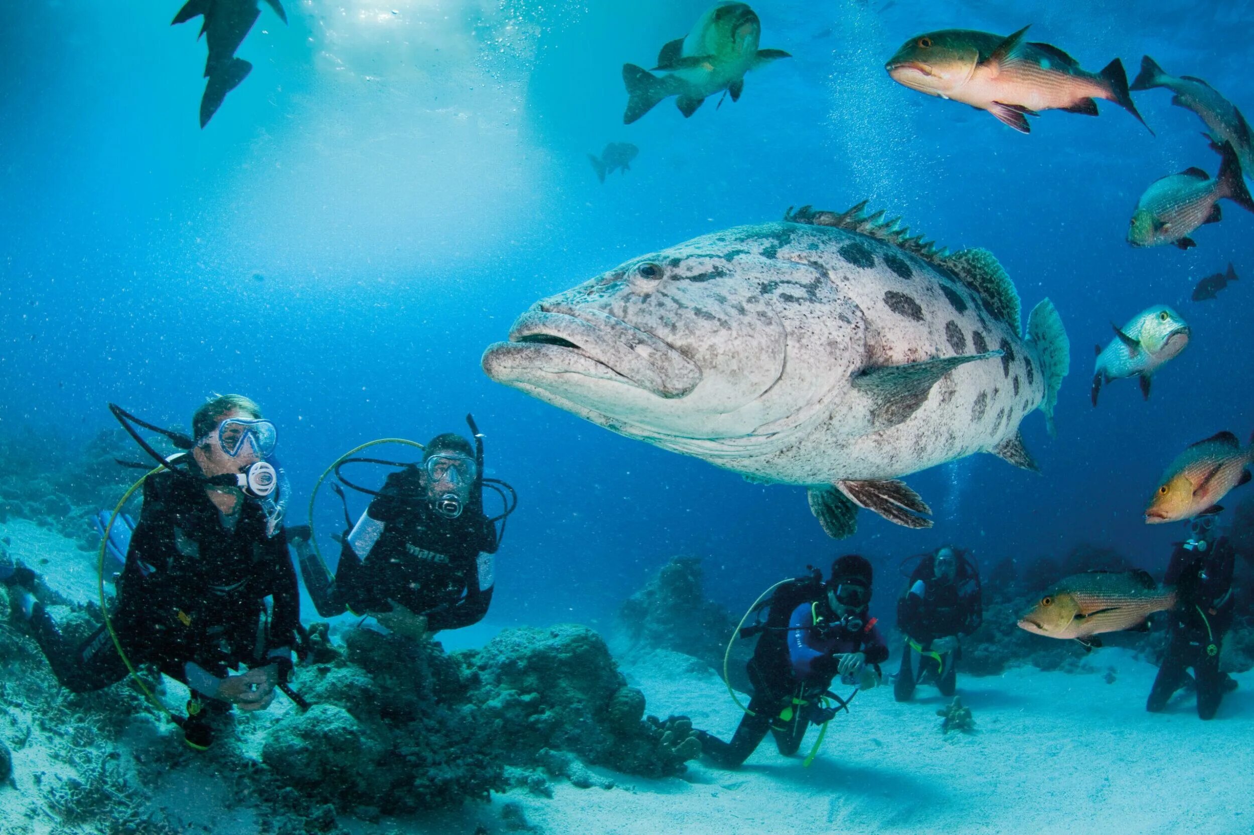 Reef tourism. Карибское море Доминикана дайвинг. Доминиканская Республика дайвинг. Морской парк Маринариум. Большой Барьерный риф дайвинг.