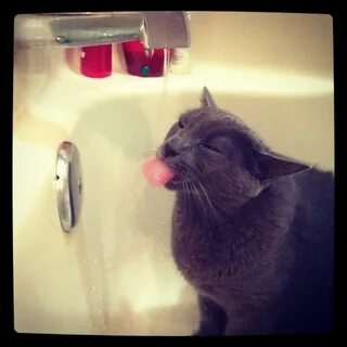 Кот любящий воду