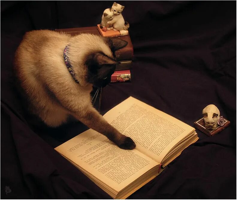 Животные считают. Чтение между строк. Читать между строк. Чтение между строк фото.