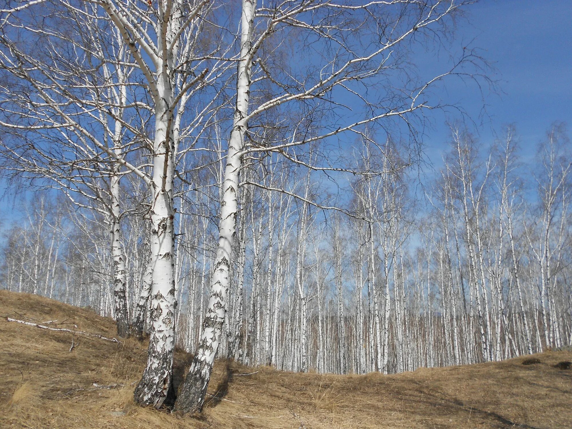 береза весной. береза ранней весной. березовая роща ранней весной чага. береза ранней весной. березовый лес, 1871.