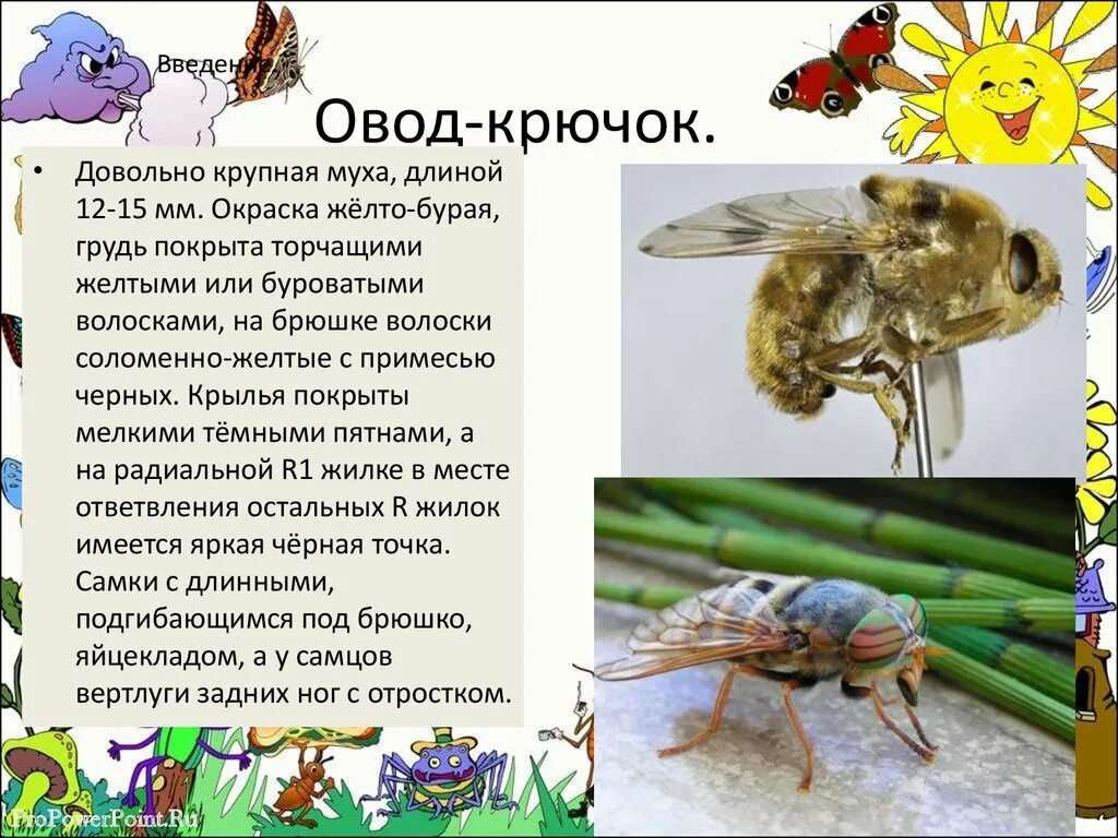 Овод, слепень, жигалка. Характеристика оводов. Характеристика оводов. Овод и слепень разница. Слепни являются переносчиками.