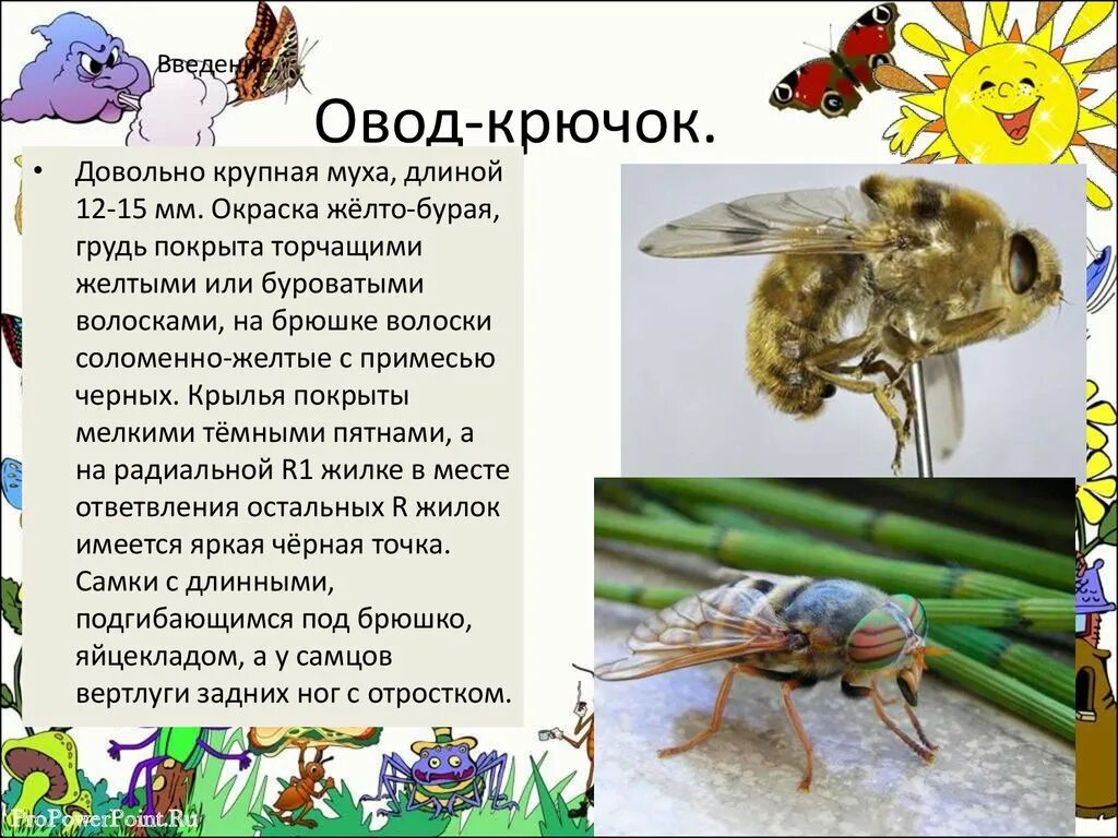 Рассказы сергея овода читать новые. Овод насекомое и слепень разница. Овод отряд насекомых. Муха Овод и слепень.