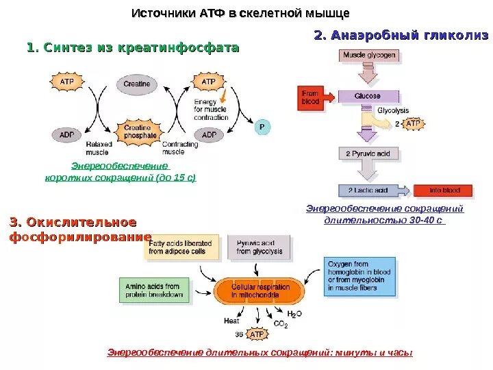 При анаэробном гликолизе АТФ синтезируется путем:. Схема энергетического обеспечения мышечного сокращения. Синтез АТФ биохимия схема. Механизм синтеза АТФ В гликолизе схемы.