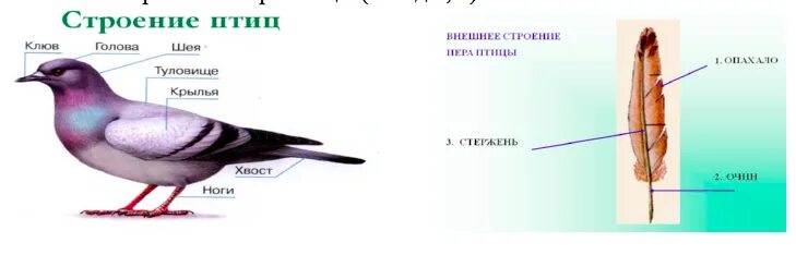 Главные признаки птиц схематический рисунок
