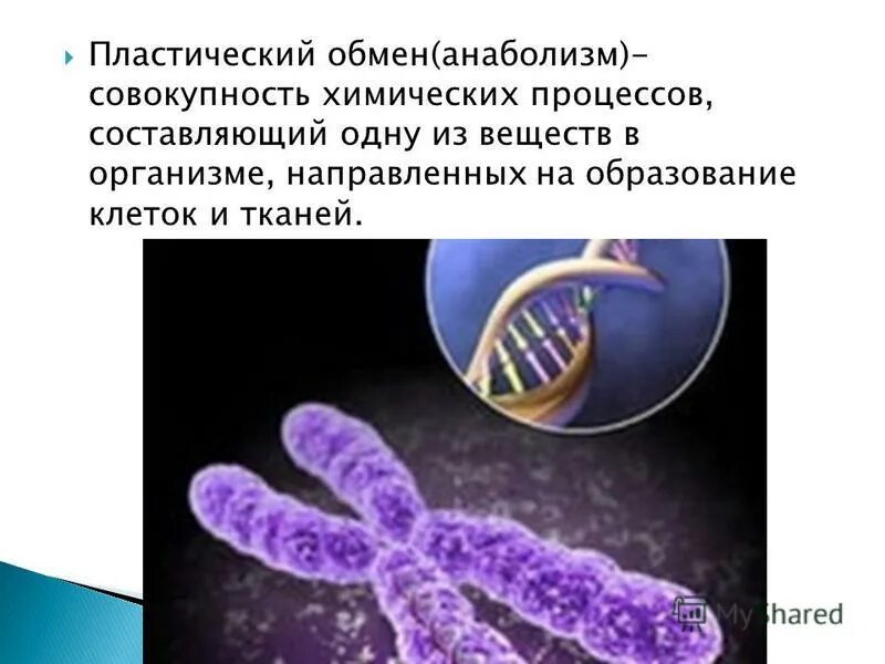 Пластический обмен веществ это процесс. Пластический обмен. Анаболизм пластический обмен. 1.Что такое пластический обмен?. Пластические процессы в организме это.