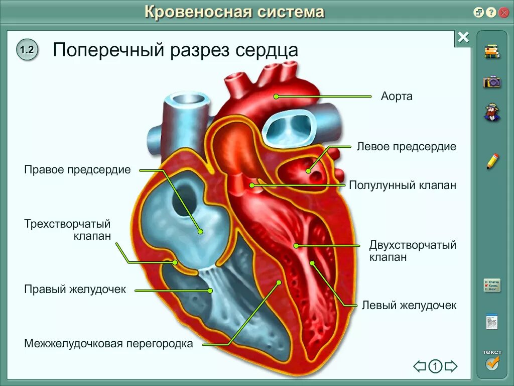 Параграф 22 строение и работа сердца. Строение сердца плакат. сердце биология. анатомия сердца плакат. строение сердца биология.