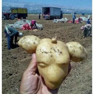 Барашек картошка