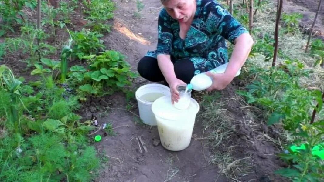 Опрыскивание помидор огурцов. Подкормка томатов в огороде молоко. Удобрение молоком для помидор. Удобрение и подкормки для огурцов. Сыворотка для помидор подкормка.