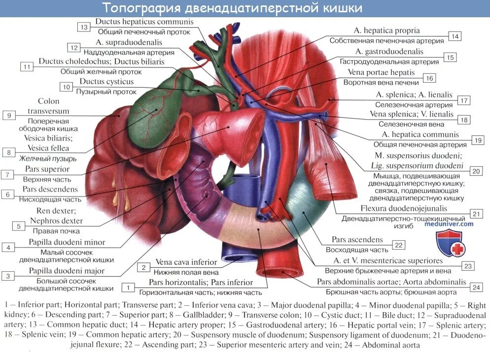 Печень 12 перстной кишки. 12 Перстная кишка топографическая анатомия. Синтопия 12 перстной кишки. 12 Перстная кишка печень поджелудочная железа. Топография 12-ти перстной кишки.