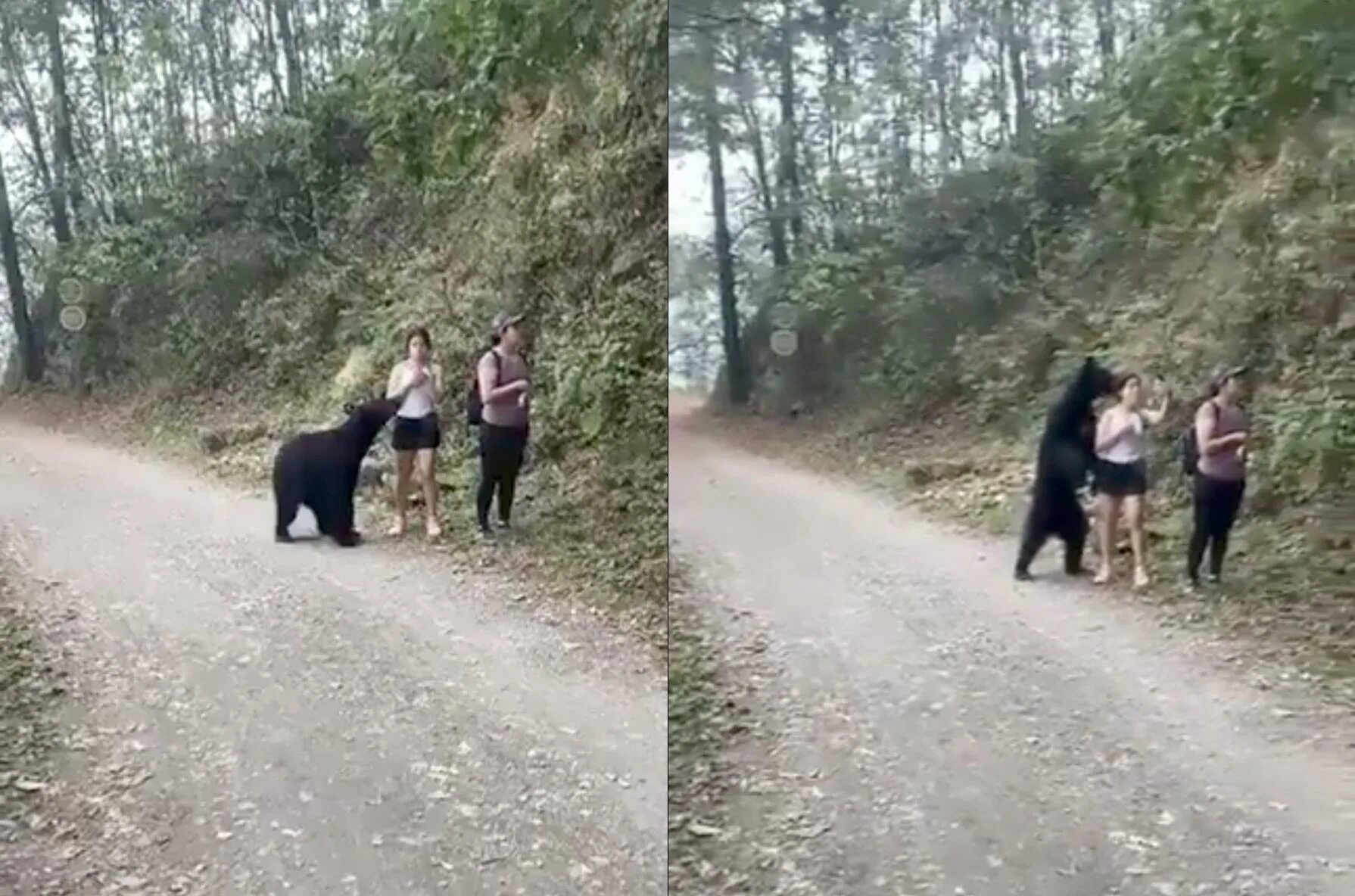 Нападения диких. Медведь растерзал туристов.