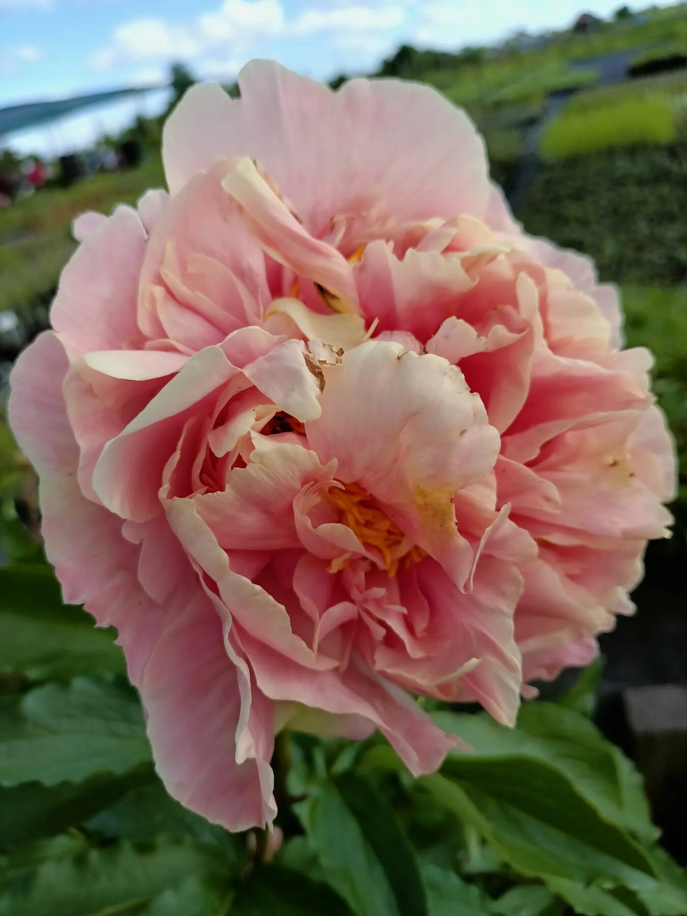 /пион трифена паркин (triphena parkin). Пион сорт triphena parkin. Пион салмон шиффон paeonia salmon chiffon. Triphena parkin пион. Пион трифена паркин.