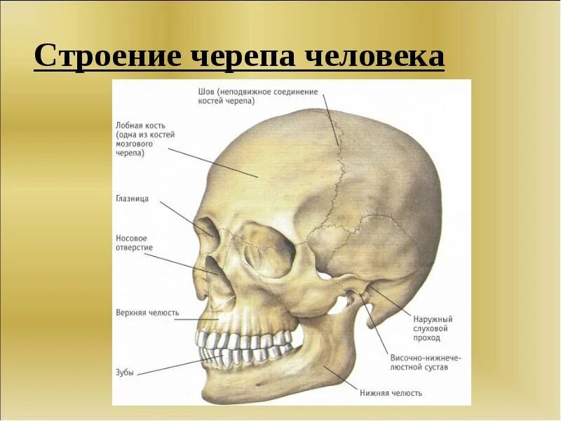 Кости человека 4 класс окружающий мир. Название костей человека. Скелет человека с названием костей. Строение человека с описанием костей. Строение скелета с названием костей.