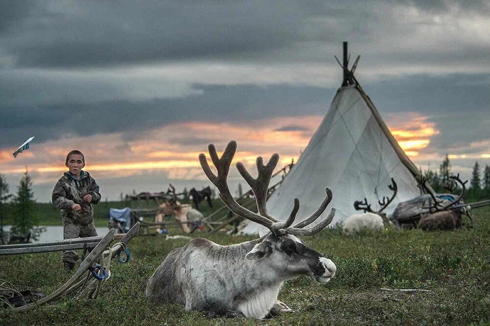 Тундра ненецкий автономный округ. Что такое ямал. Что такое ямал. Ямал. Что такое ямал.
