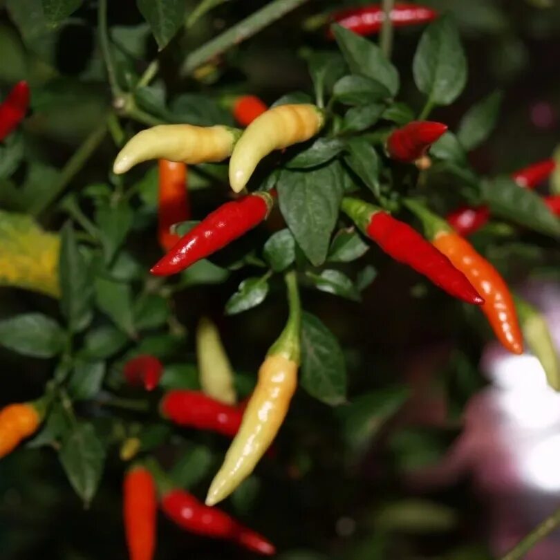 Что можно сделать из горького перца острого. Tabasco перец. tabasco rabbit перец. сорт перца табаско. перец чили табаско семена.