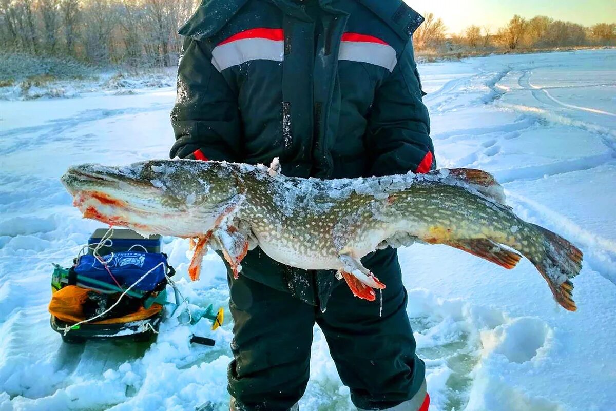 Улов зимой. Щука зимой. Зимняя рыбалка на щуку. Щука на льду. Крупная щука на льду.