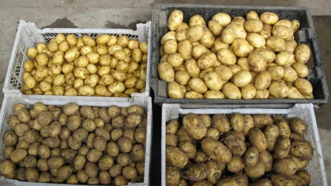 Как готовить картошку к посадке