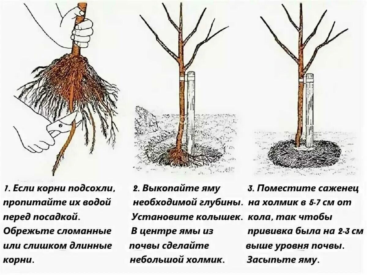 Как правильно пересадить яблоню