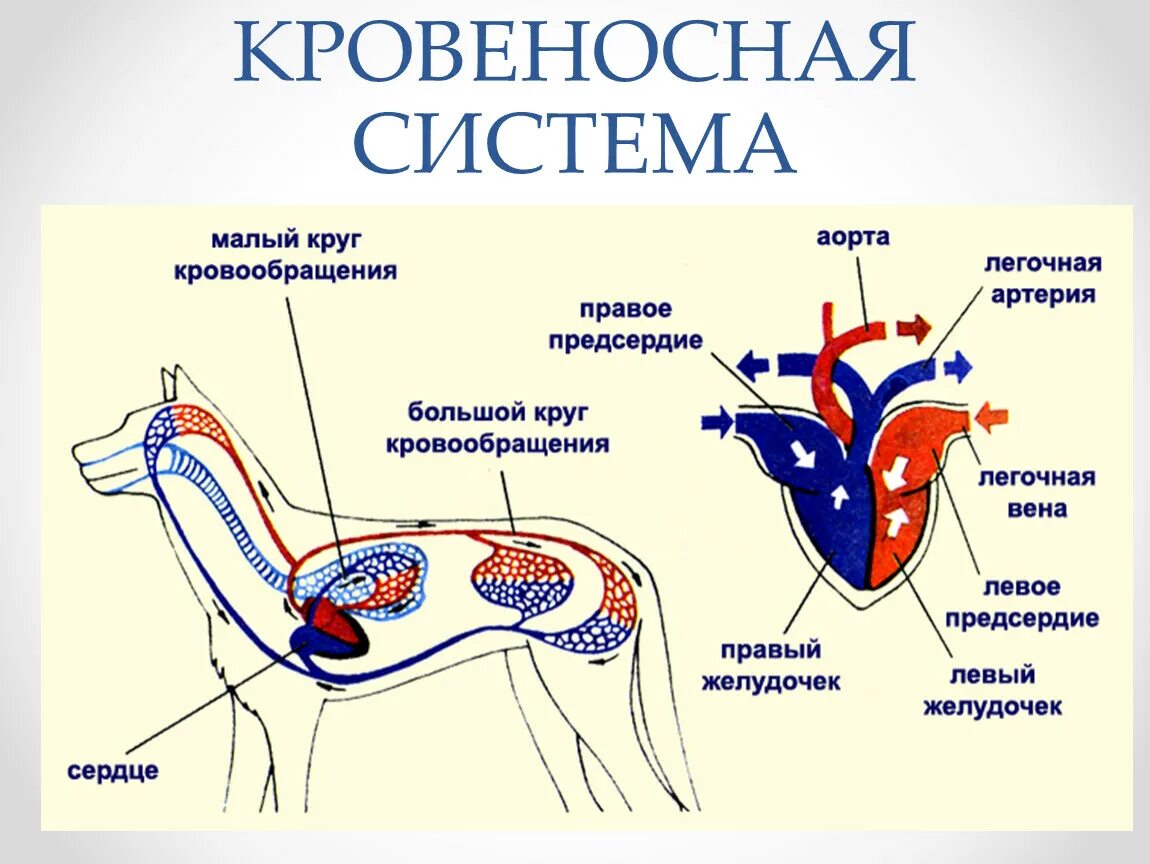 Кровеносная система собаки схема. Строение кровеносной системы собаки схема. Кровеносная система млекопитающих схема. Схема строения кровеносной системы млекопитающих. К органам пищеварительной системы млекопитающего относится