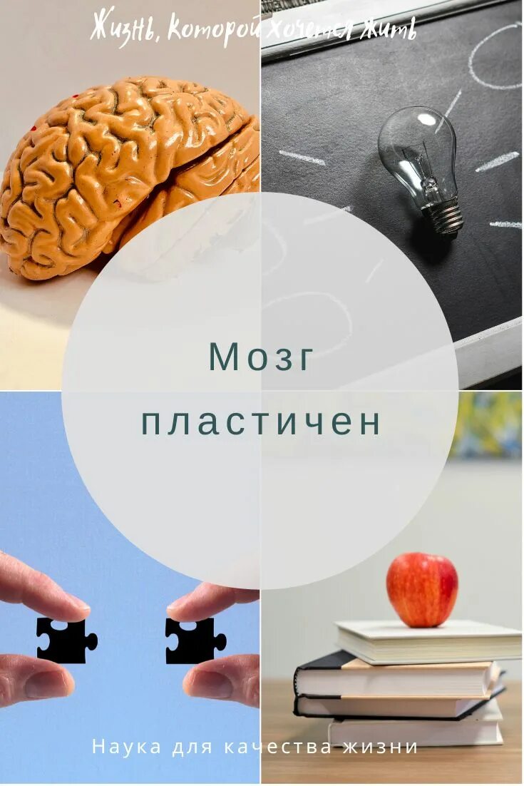 Нейропластичность. Пластичность головного мозга книга. Пластичный мозг