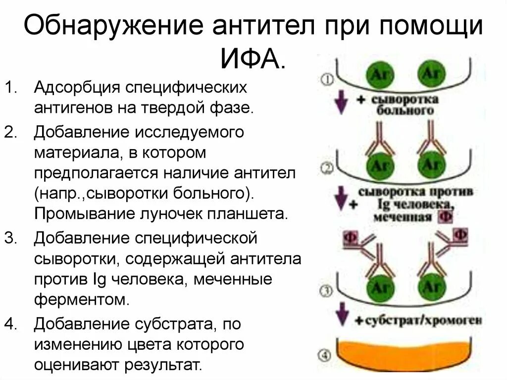 ИФА для выявления антител. Схему реакции ИФА для определения антител. Проведение ИФА для выявления антител схема. Непрямой ИФА микробиология. Ифа качественно что это