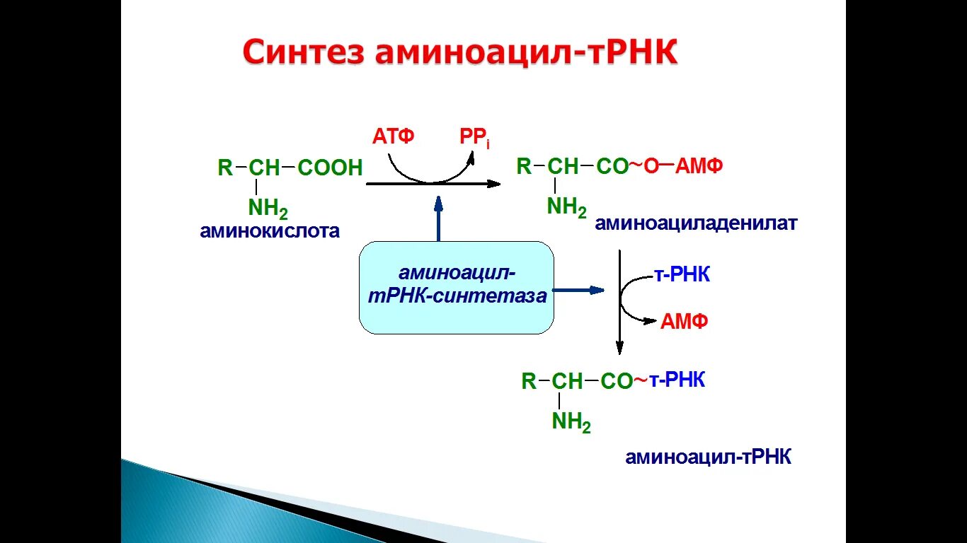 Трансляция атф. Реакция образования аминоацил-ТРНК. Синтез аминоацил т РНК. Биосинтез аминоацил-ТРНК. Синтез аминоацил-ТРНК.