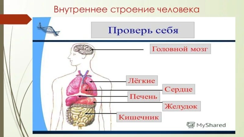 Проверочная работа по окружающему миру строение человека. Строение тела человека. Строение организма человека. Строение органов человека. Внутеннеестроение человека.