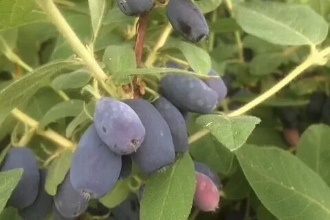 Жимолость индиго описание сорта отзывы
