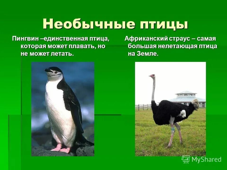 Какая из перечисленных птиц не летает. Нелетающие птицы. нелетающие птицы названия. пингвин и страус. птицы которые не летают.