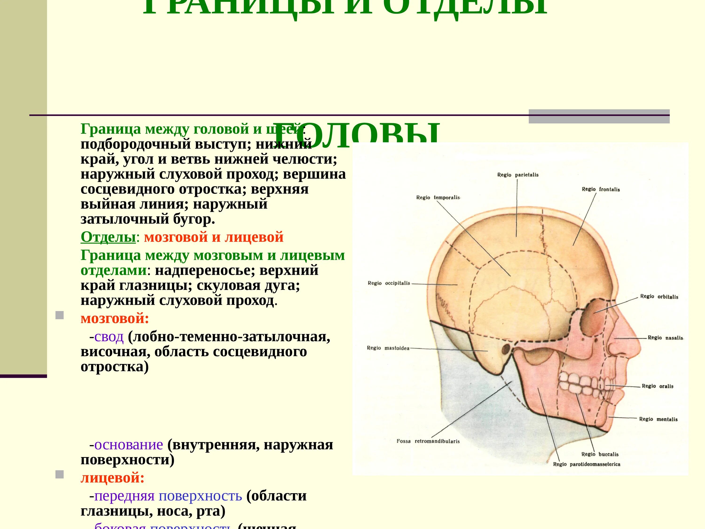 Топографическая анатомия боковой области лица: границы, отделы.. Мозговой отдел головы топографическая анатомия. Сосцевидный отросток верхняя выйная линия топографическая анатомия. Граница между мозговым и лицевым отделом черепа.