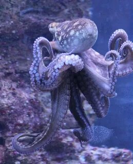 Octopus перевод
