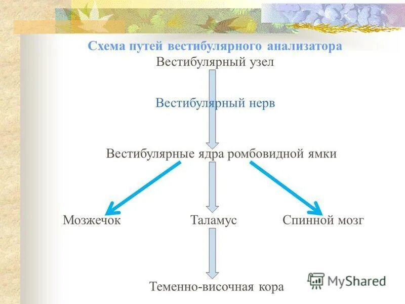 Каково значение вестибулярного анализатора. Схема вестибулярного анализатора. Схема вестибулярного анализатора схема. Вестибулярная сенсорная система схема. Строение периферического отдела вестибулярного анализатора.