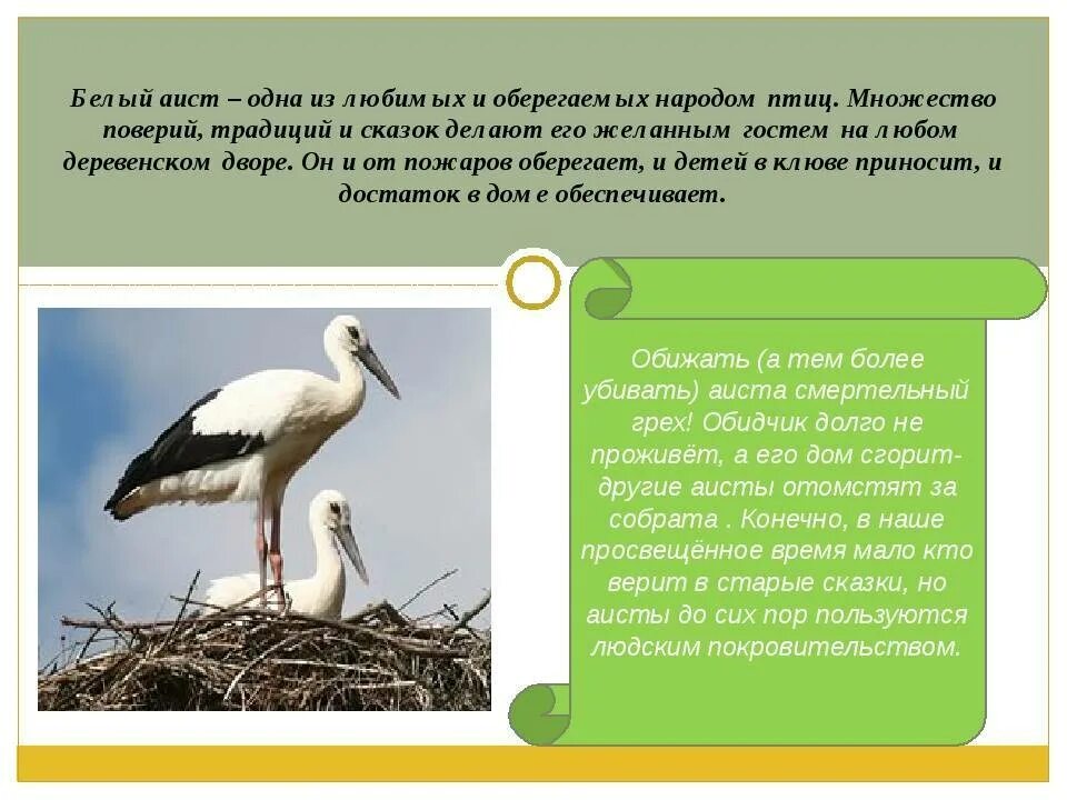 Почему много аистов. Рассказ про белого аиста. Аист описание. Аист красная книга. Аист краткое описание.