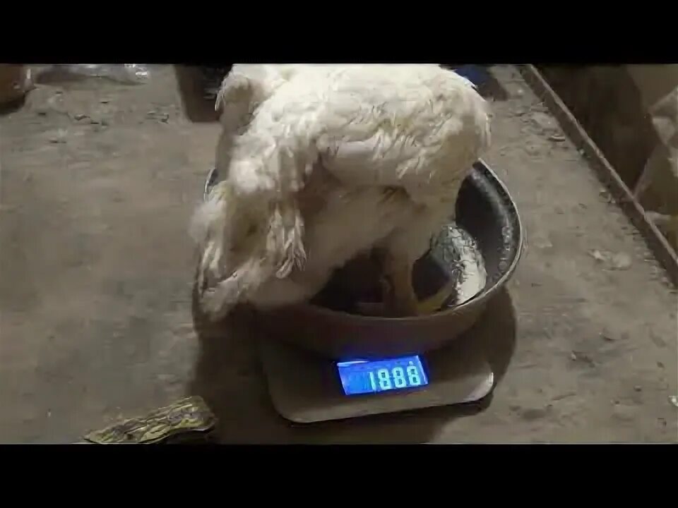 Вес бройлера в месяц кобб 500. Бройлер кобб 700 арбор. кобб 700 арбор айкрес. арбор айкрес бройлер таблица. вес бройлеров кобб 700.