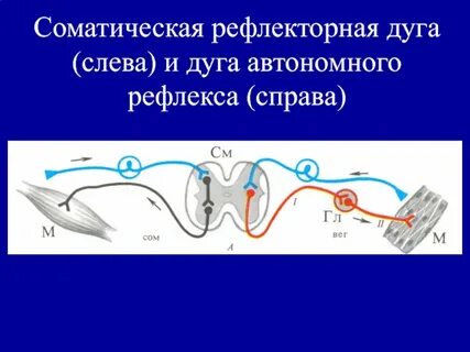 Путь соматического