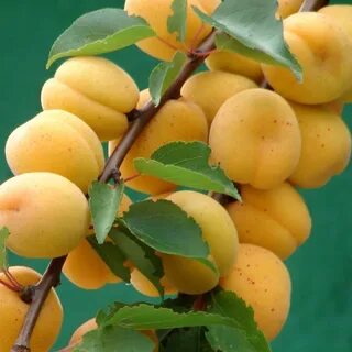 Абрикосы виды