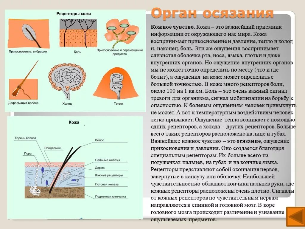 Ощущение возникают при рецепторов. Строение кожи человека орган осязания. Биология 8 класс анализатор осязание кратко. Анализатор осязания биология 8 класс. Доклад орган осязания 8 класс строение.