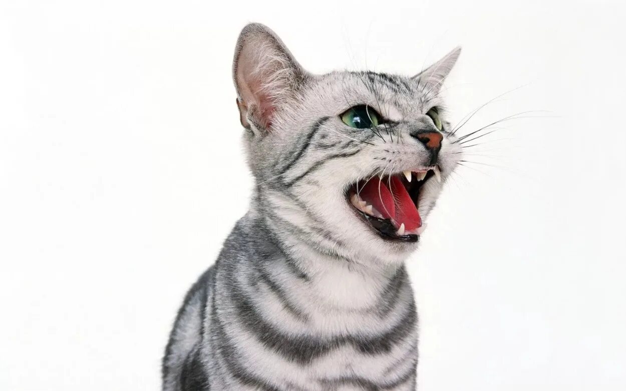 Как кричат коты