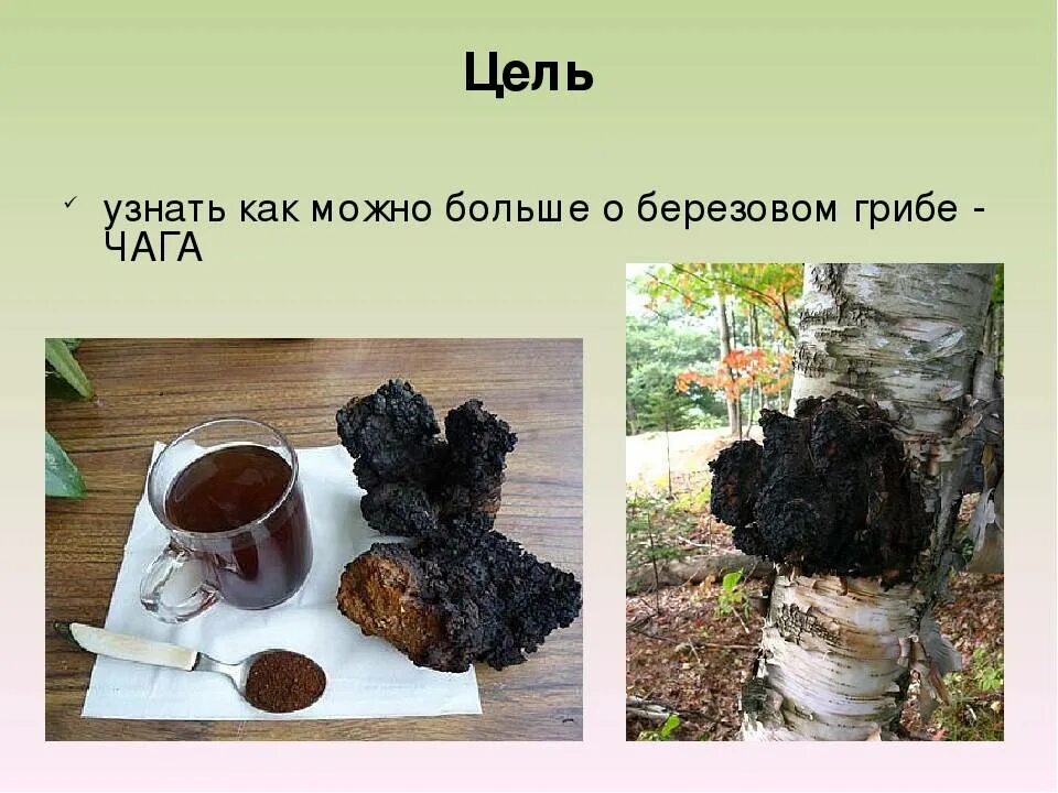 Березовая чага чем полезна для организма человека: найдено 85 картинок