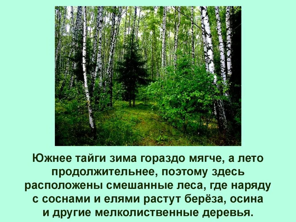 Внутренние воды Лесной зоны. Где нет берез в России. Сообщение и рисунок берёзы Лесной зоны. Различие зимнего и летнего леса.