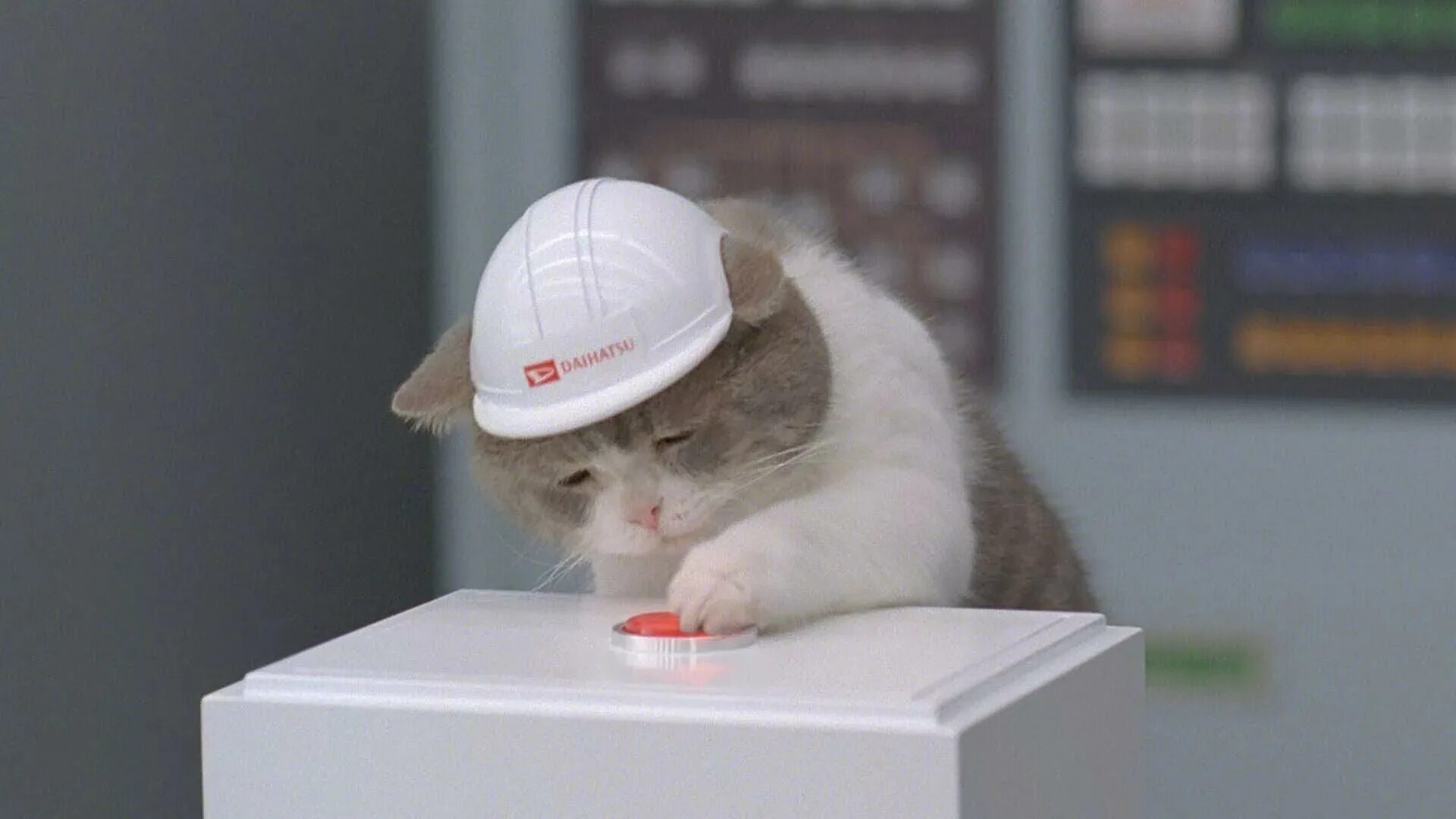 Сильно туплю что делать. Кот нажимает на кнопку. Кот в каске жмет на кнопку. Кошка в белой каске. Грустный кот нажимает на кнопку.