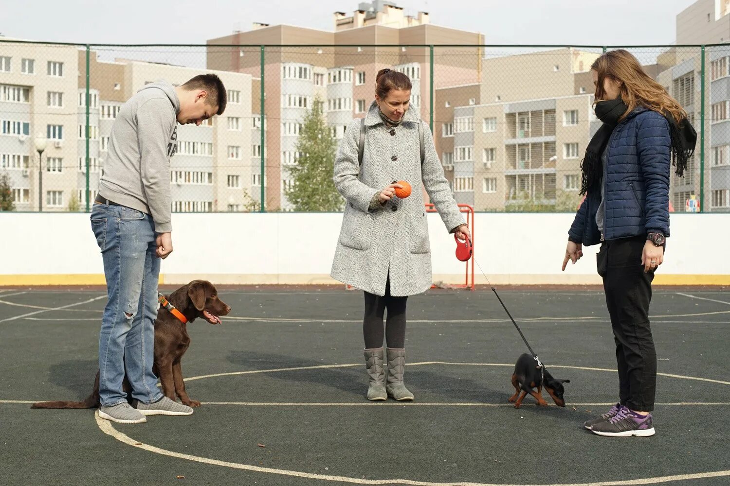 Дрессировка собак. Занятия с кинологом. Окд зкс немецкой овчарки. Занятия с кинологом. Немецкая овчарка зкс.