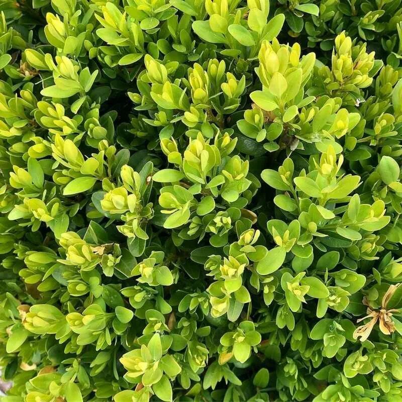 Вечнозеленые декоративные. Самшит Buxus. Буксус (самшит) куст. Buxus sempervirens самшит. Самшит вечнозелёный.