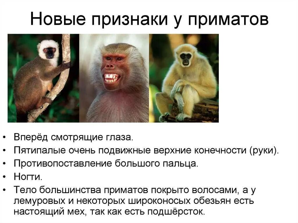 Отряд приматов относится к. Приматы широконосые обезьяны. широконосые обезьяны признаки. представители высших приматов. отряд млекопитающих приматы.